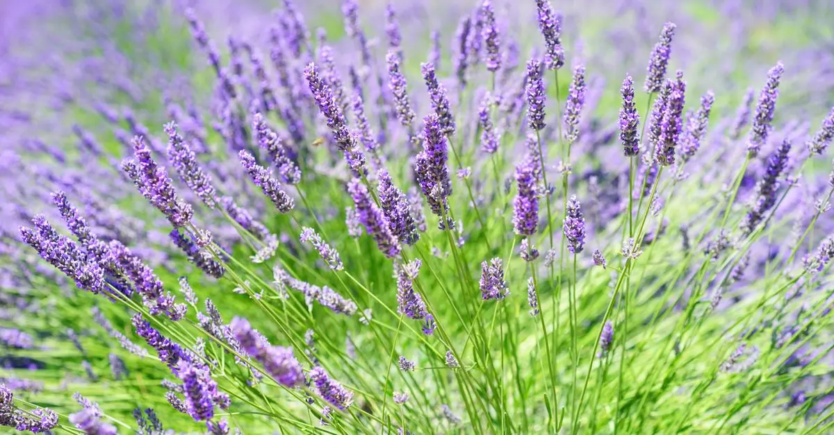 Exploration en Provence : Un itinéraire authentique