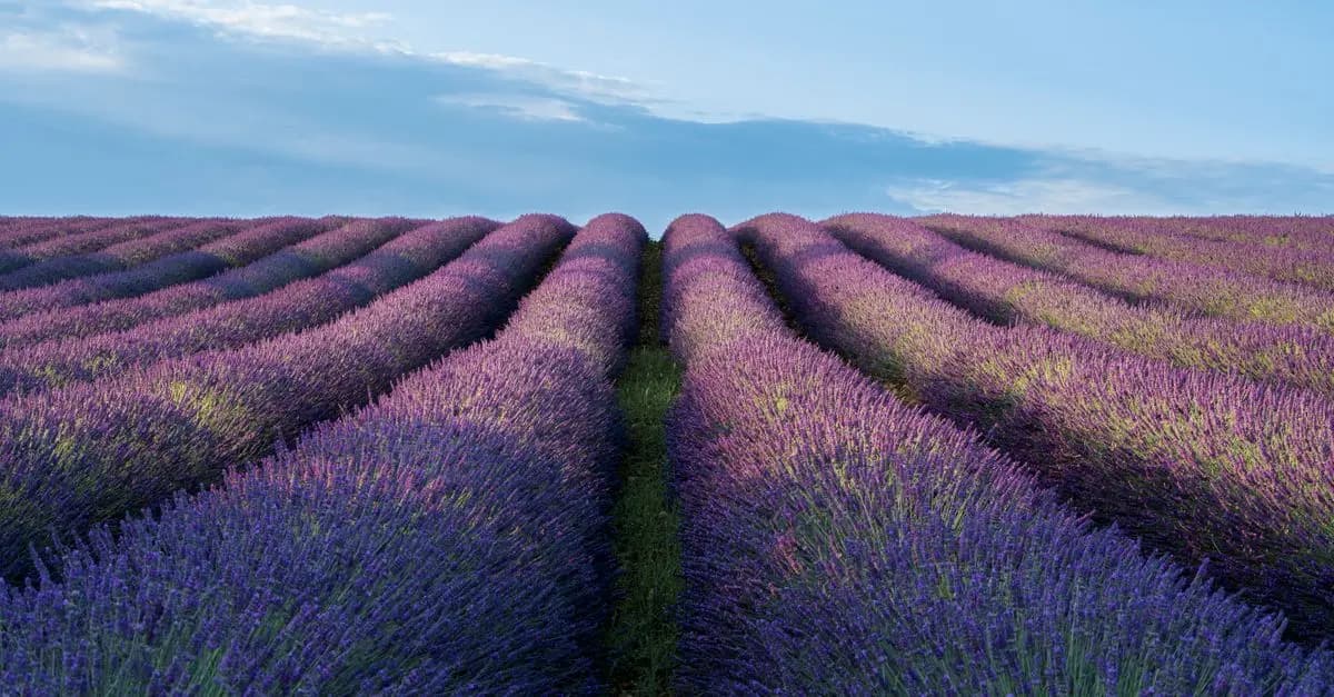 Les meilleures destinations pour un roadtrip en France
