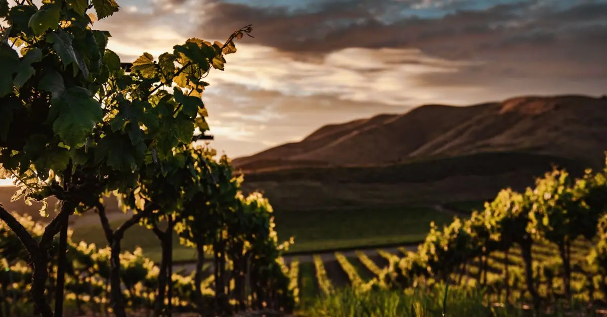 Le roadtrip parfait pour les amateurs de vin