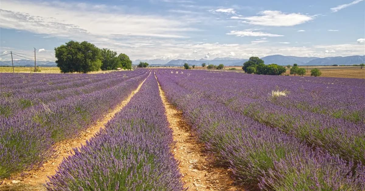 Découvrez les plus belles routes panoramiques en France